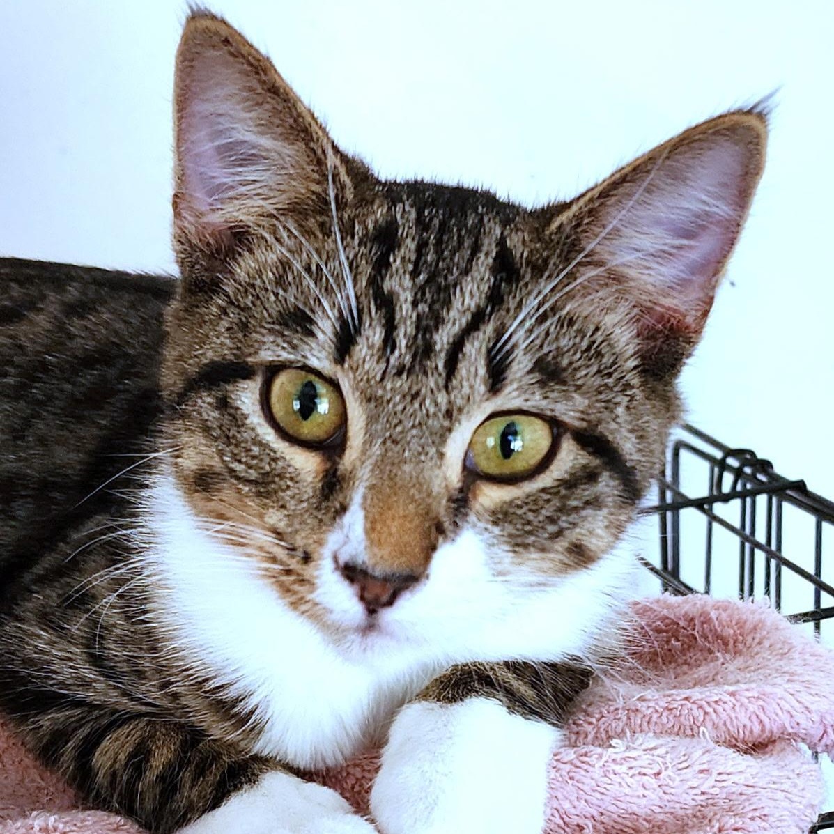 Enlarge Rocco, a Adoptable Domestic Short Hair in Landenberg, PA image 2/5