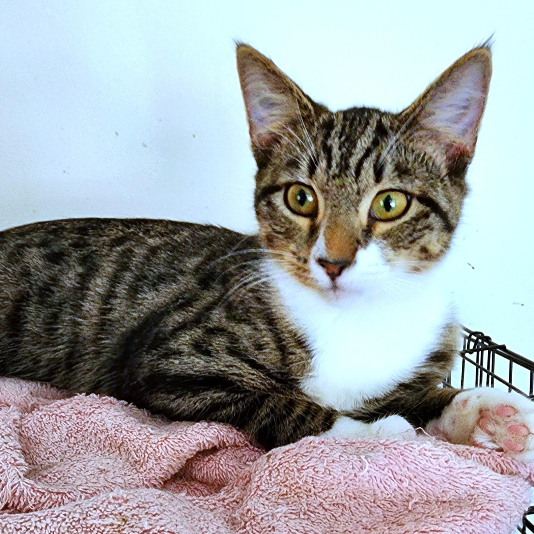 Enlarge Rocco, a Adoptable Domestic Short Hair in Landenberg, PA image 1/5