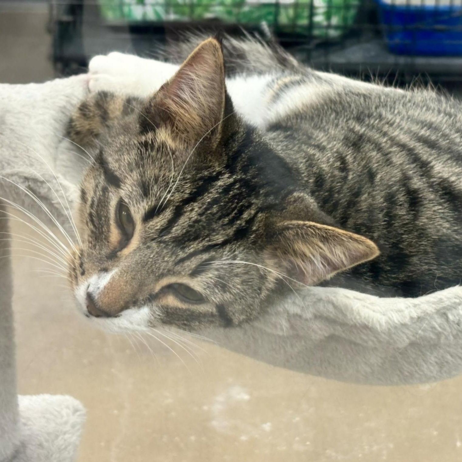 Enlarge Rocco, a Adoptable Domestic Short Hair in Landenberg, PA image 5/5