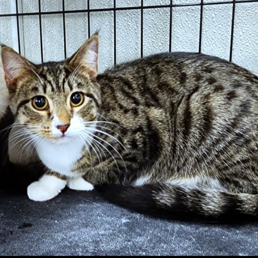 Enlarge Rocco, a Adoptable Domestic Short Hair in Landenberg, PA image 4/5