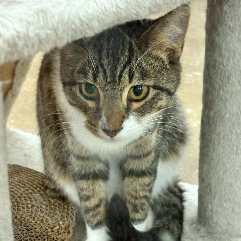 Enlarge Rocco, a Adoptable Domestic Short Hair in Landenberg, PA image 3/5