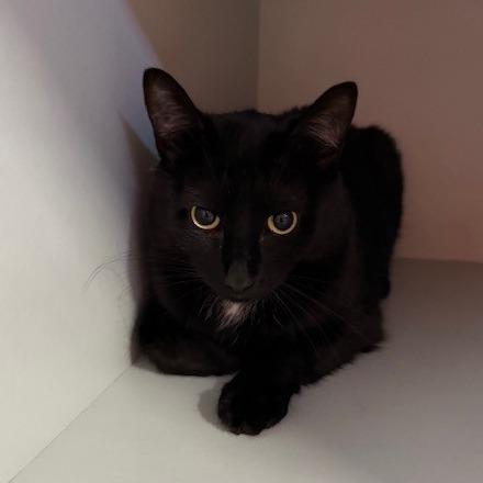 Ozzy, Adoptable, Adult Male Domestic Short Hair.