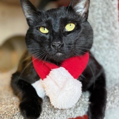 Enlarge Ozzy, a Adoptable Domestic Short Hair in Sarasota, FL image 2/5