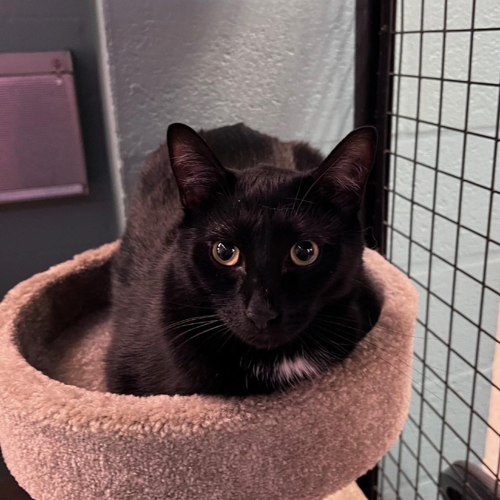 Enlarge Ozzy, a Adoptable Domestic Short Hair in Sarasota, FL image 3/5