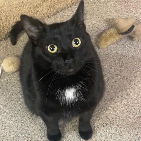 Enlarge Ozzy, a Adoptable Domestic Short Hair in Sarasota, FL image 5/5