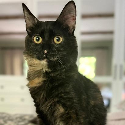 Enlarge Teagan, a Adoptable Domestic Medium Hair in Houston, TX image 1/4