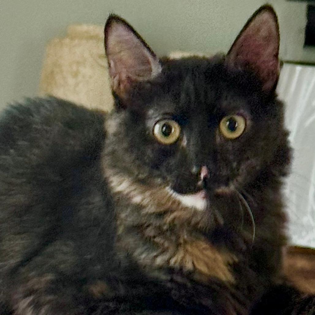Enlarge Teagan, a Adoptable Domestic Medium Hair in Houston, TX image 2/4