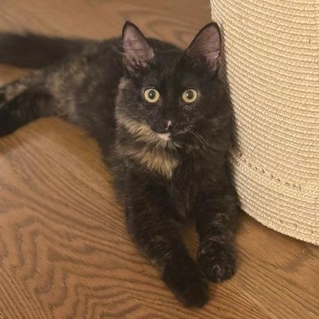 Enlarge Teagan, a Adoptable Domestic Medium Hair in Houston, TX image 3/4