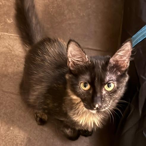 Enlarge Teagan, a Adoptable Domestic Medium Hair in Houston, TX image 4/4