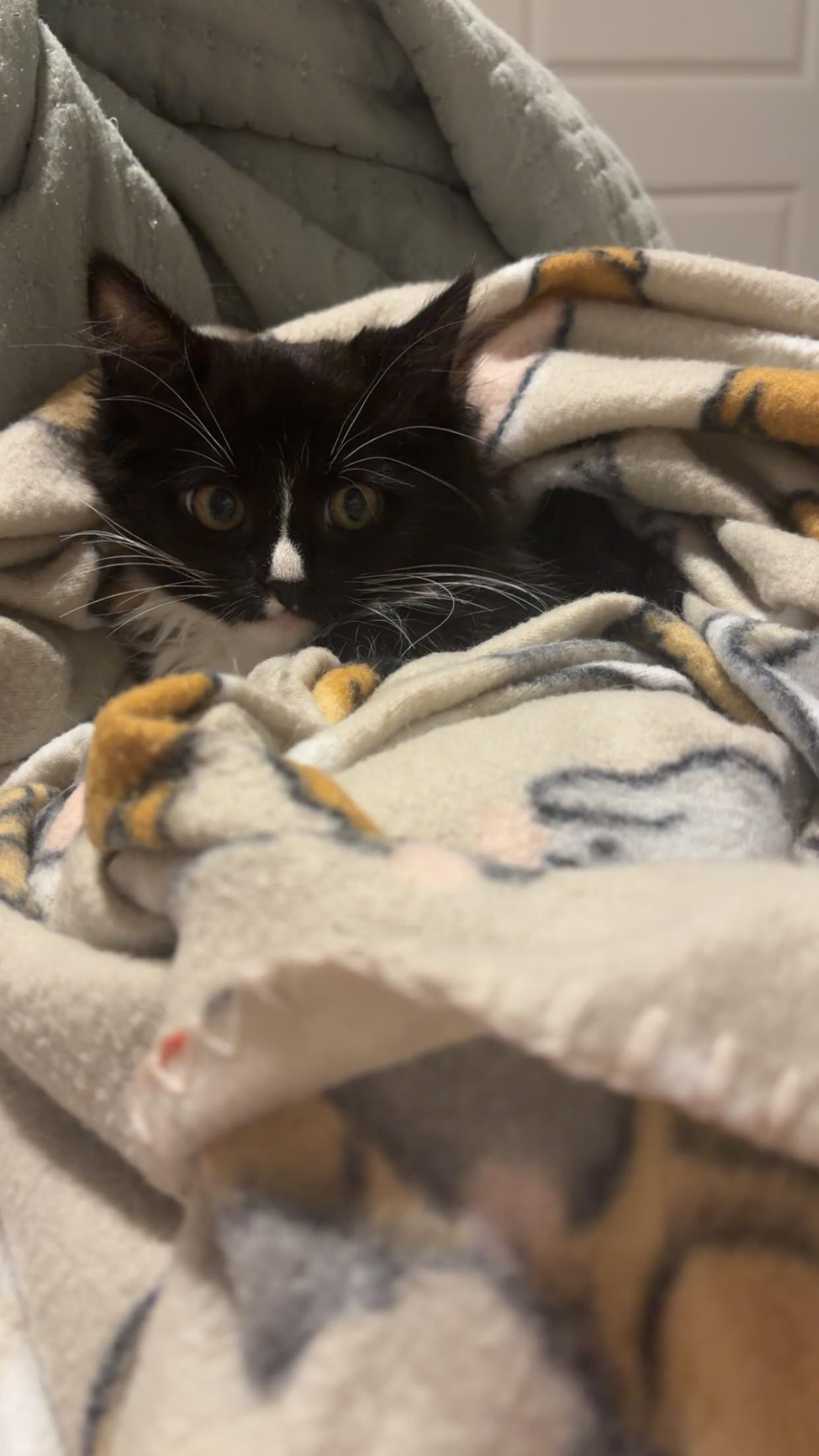 Enlarge Bella, an adopted Domestic Medium Hair in Allen, TX image 1/1