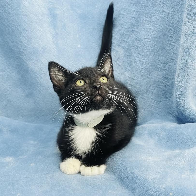 Garrik, ADOPTABLE, Kitten Male Tuxedo.