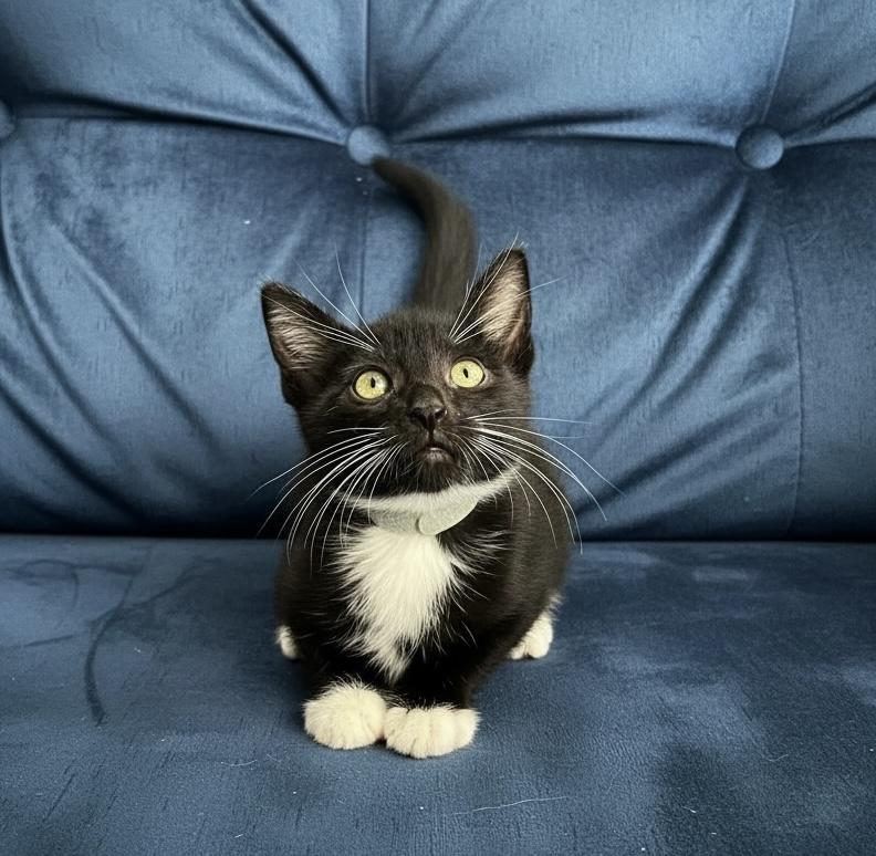 Garrik, a ADOPTABLE Tuxedo in Tavares, FL image 2/2
