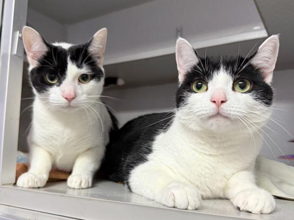 Enlarge Oreo Krispies, a Adoptable mixed breed in New York, NY image 1/1