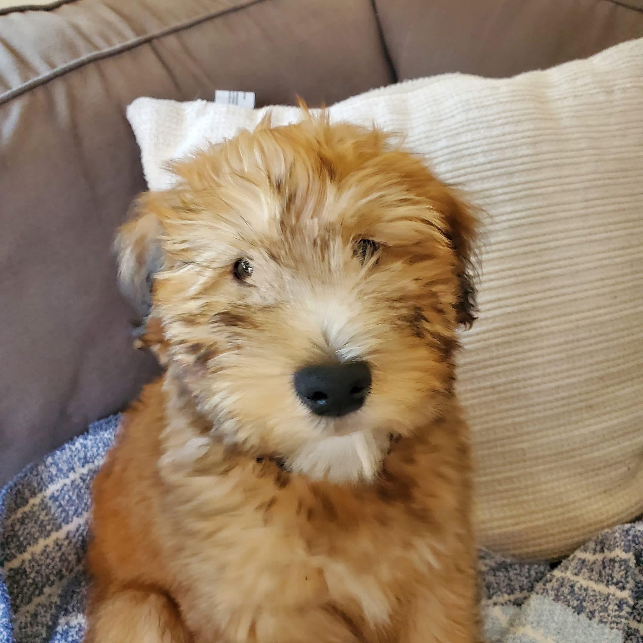 Mr Guinness photo 1