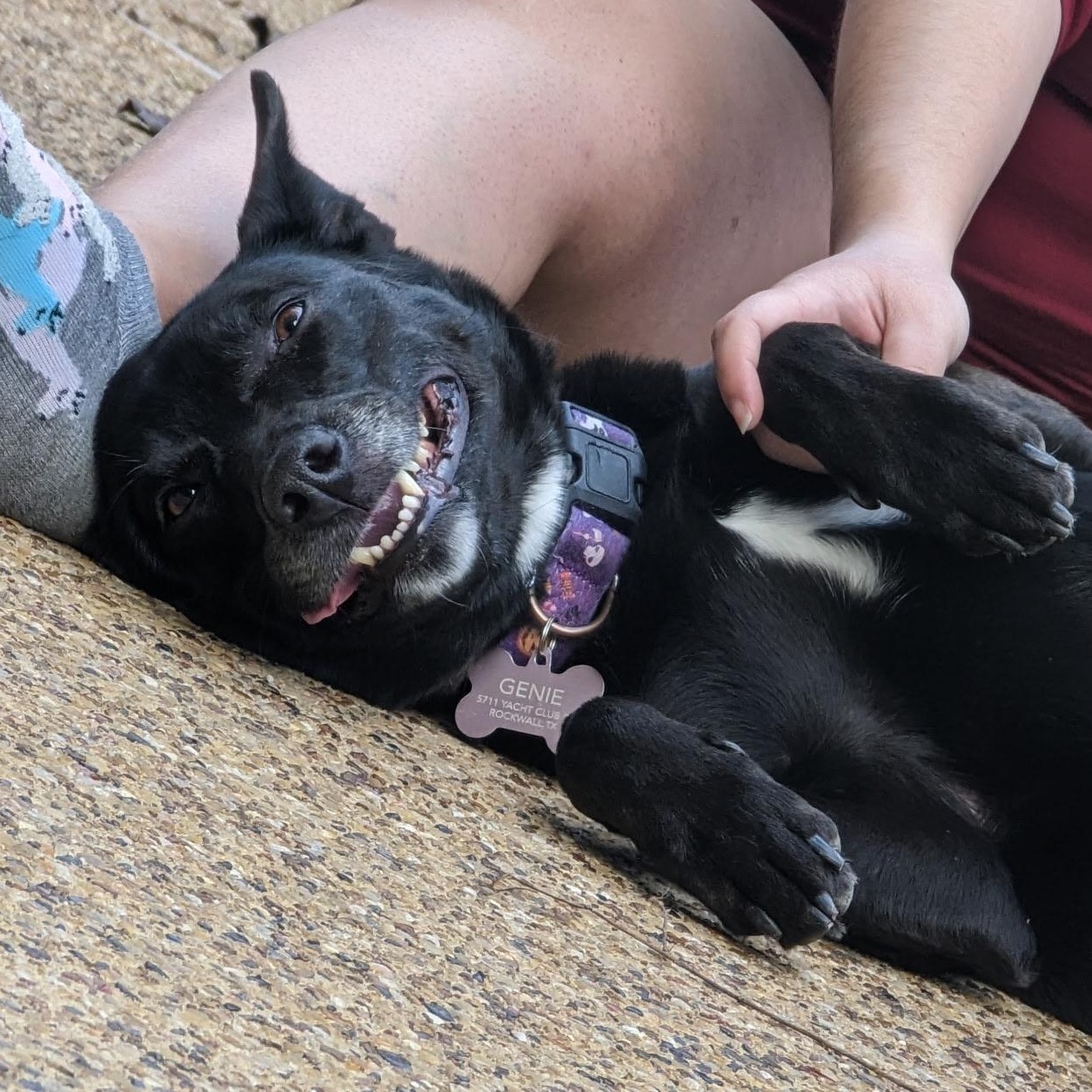 Enlarge Genie, a Adoptable mixed breed in Laurel, MT image 3/5