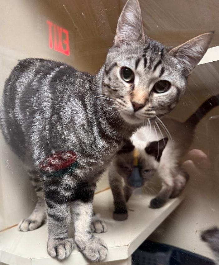 Enlarge Brimstone, a ADOPTABLE Tabby in Kent, WA image 1/1