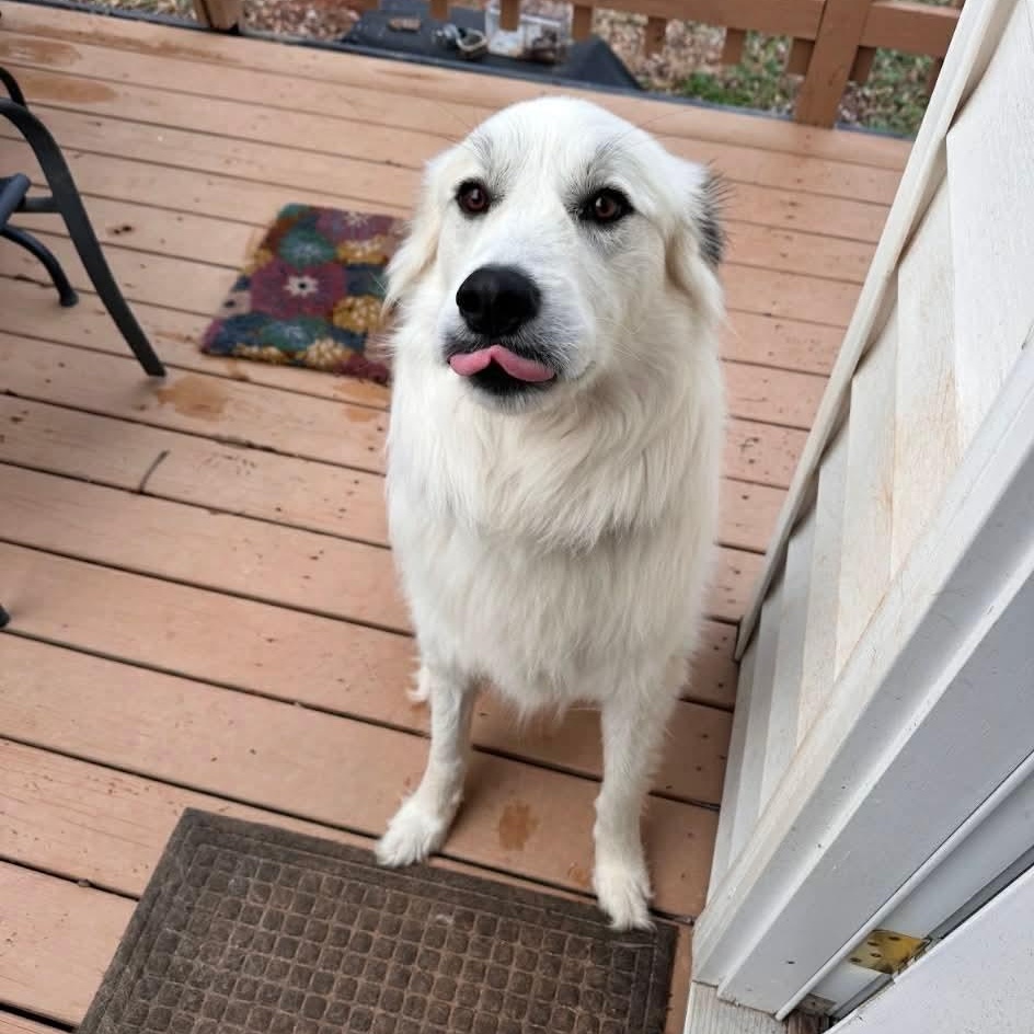 Meek, ADOPTABLE, Young Male Great Pyrenees.