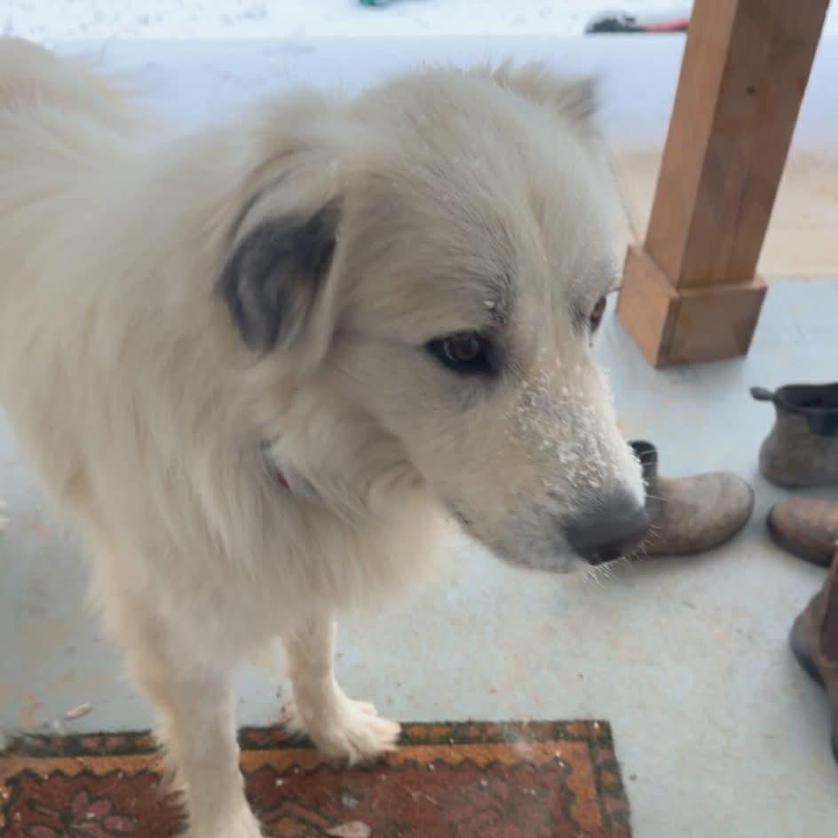 Meek, a ADOPTABLE Great Pyrenees in Wando, SC image 2/3