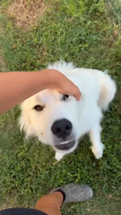 Enlarge Meek, a ADOPTABLE Great Pyrenees in Wando, SC video 3/3