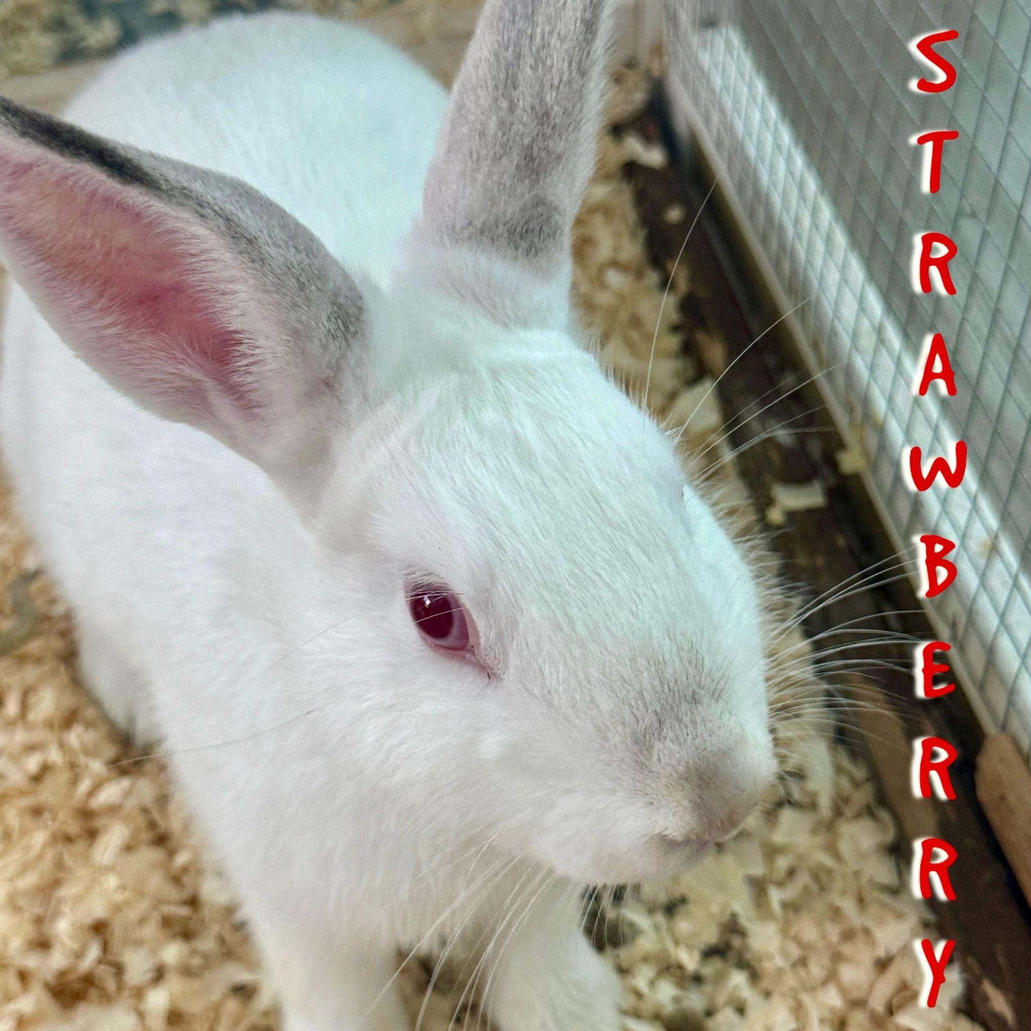 Enlarge Oreo & Strawberry, a Adoptable mixed breed in miami, FL image 2/6