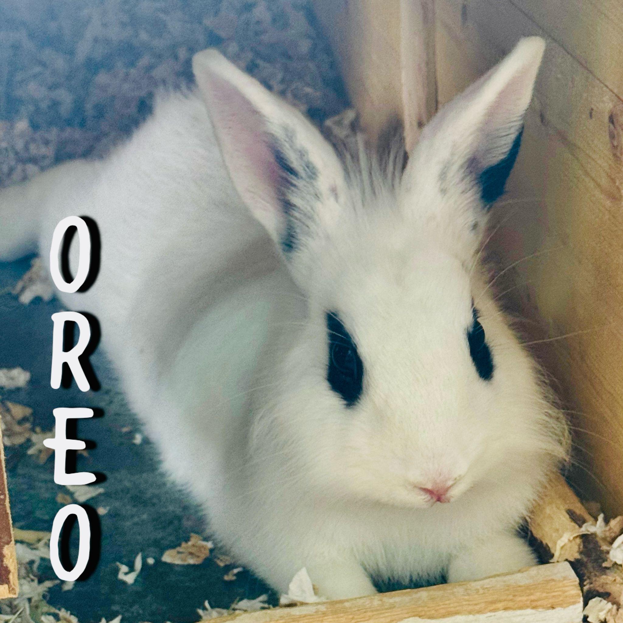 Oreo & Strawberry