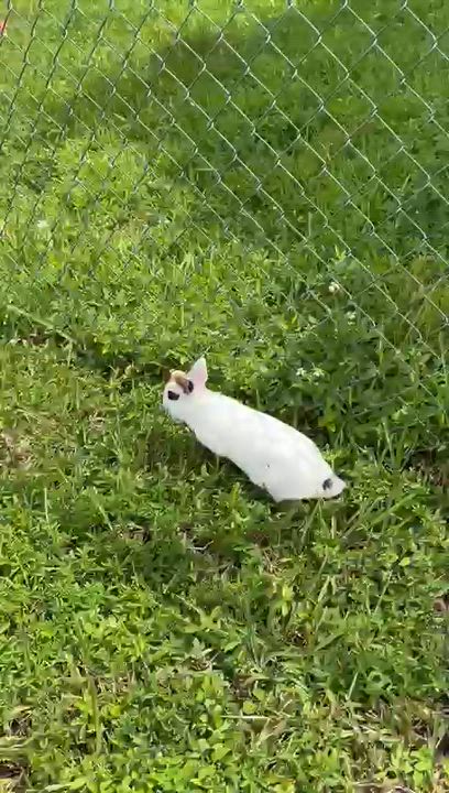 Enlarge Oreo & Strawberry, a Adoptable mixed breed in miami, FL video 3/6