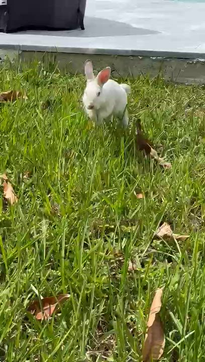 Enlarge Oreo & Strawberry, a Adoptable mixed breed in miami, FL video 4/6