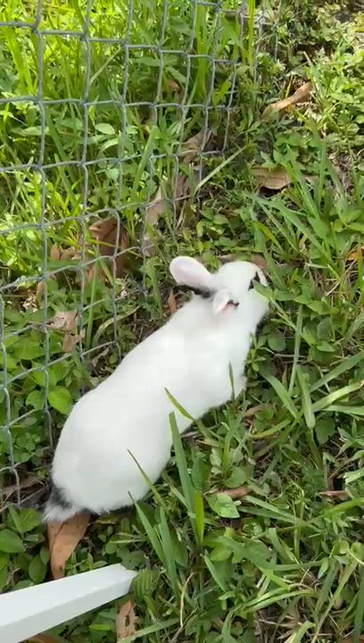 Enlarge Oreo & Strawberry, a Adoptable mixed breed in miami, FL video 6/6