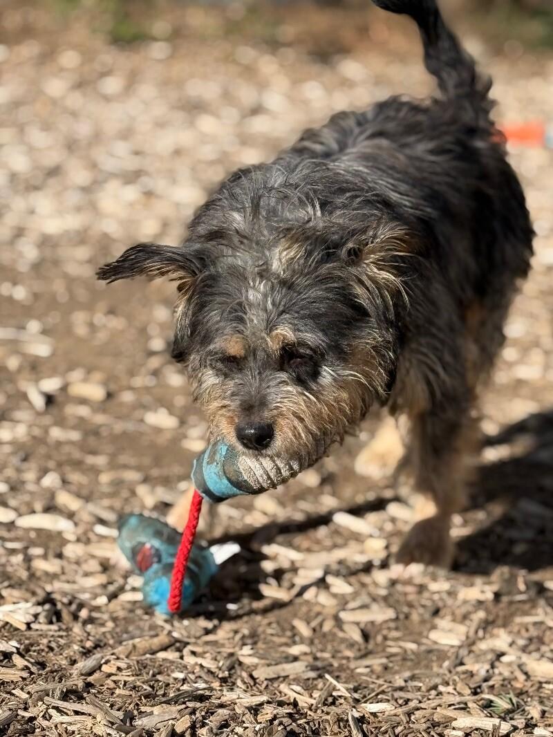 Reeves, a Adoptable mixed breed in Windsor, CO image 1/6