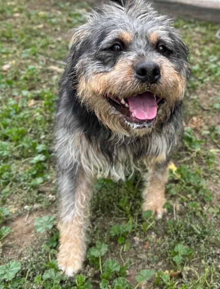 Reeves, a Adoptable mixed breed in Windsor, CO image 2/6