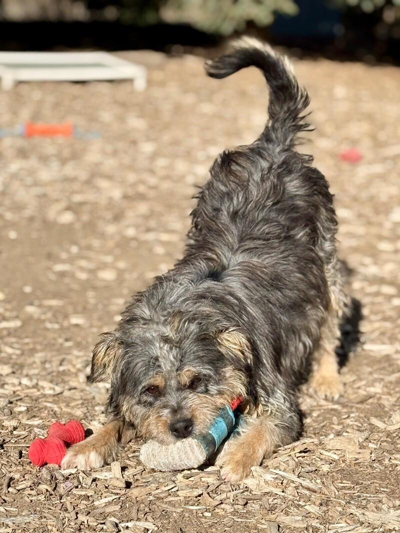 Reeves, a Adoptable mixed breed in Windsor, CO image 3/6