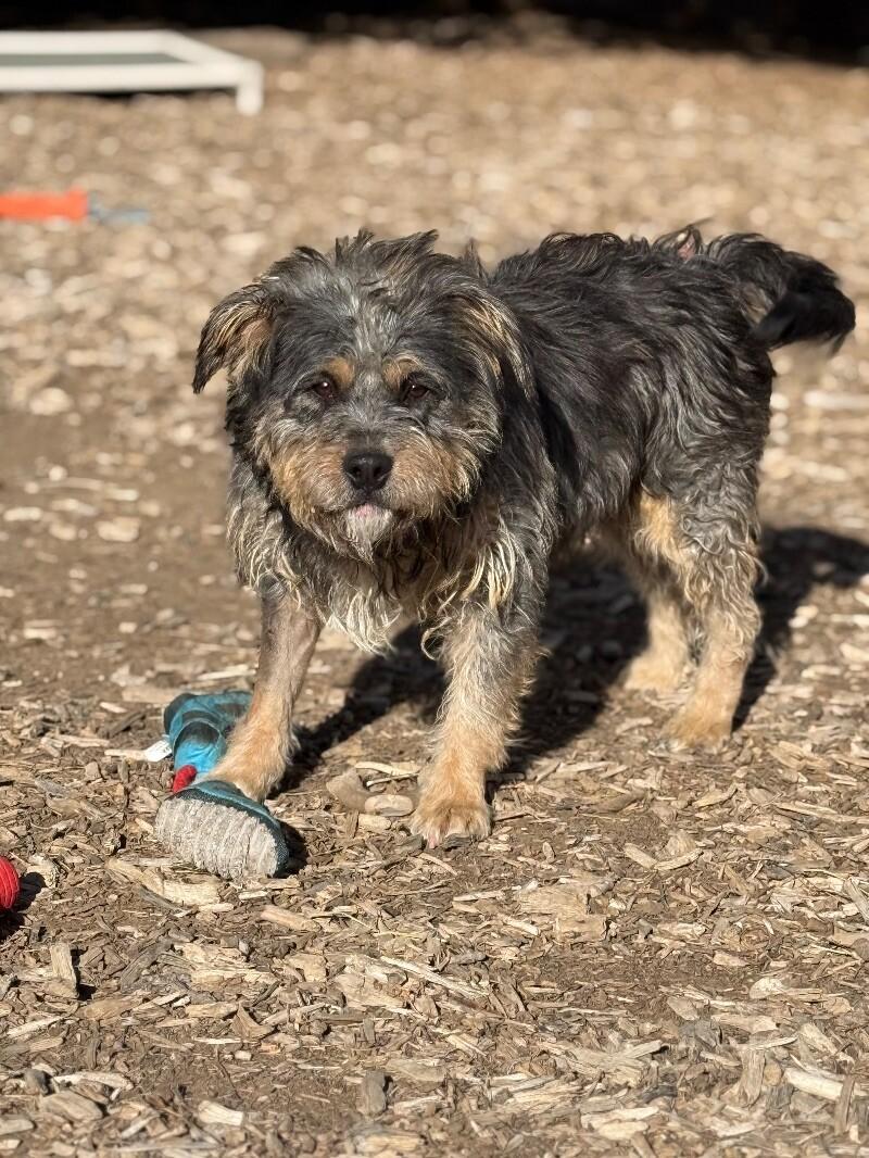 Reeves, a Adoptable mixed breed in Windsor, CO image 4/6