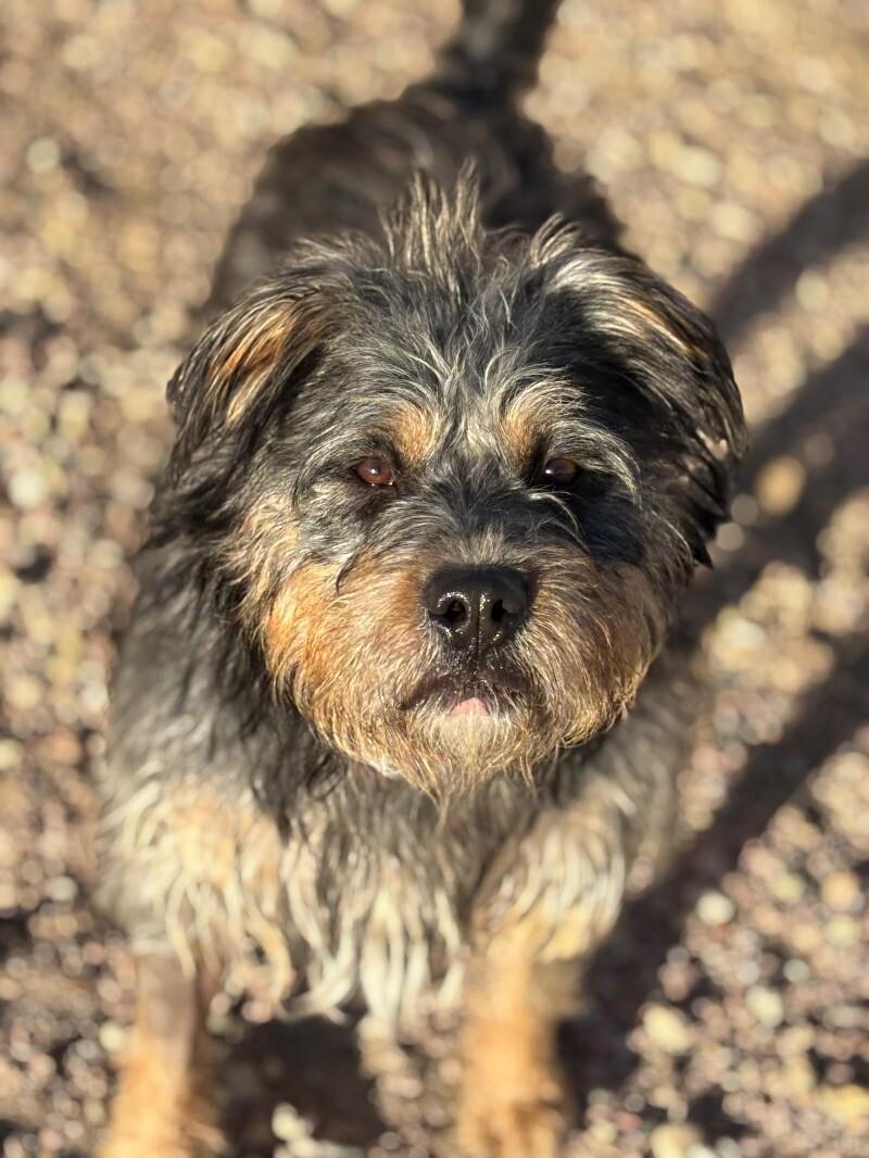 Reeves, a Adoptable mixed breed in Windsor, CO image 5/6