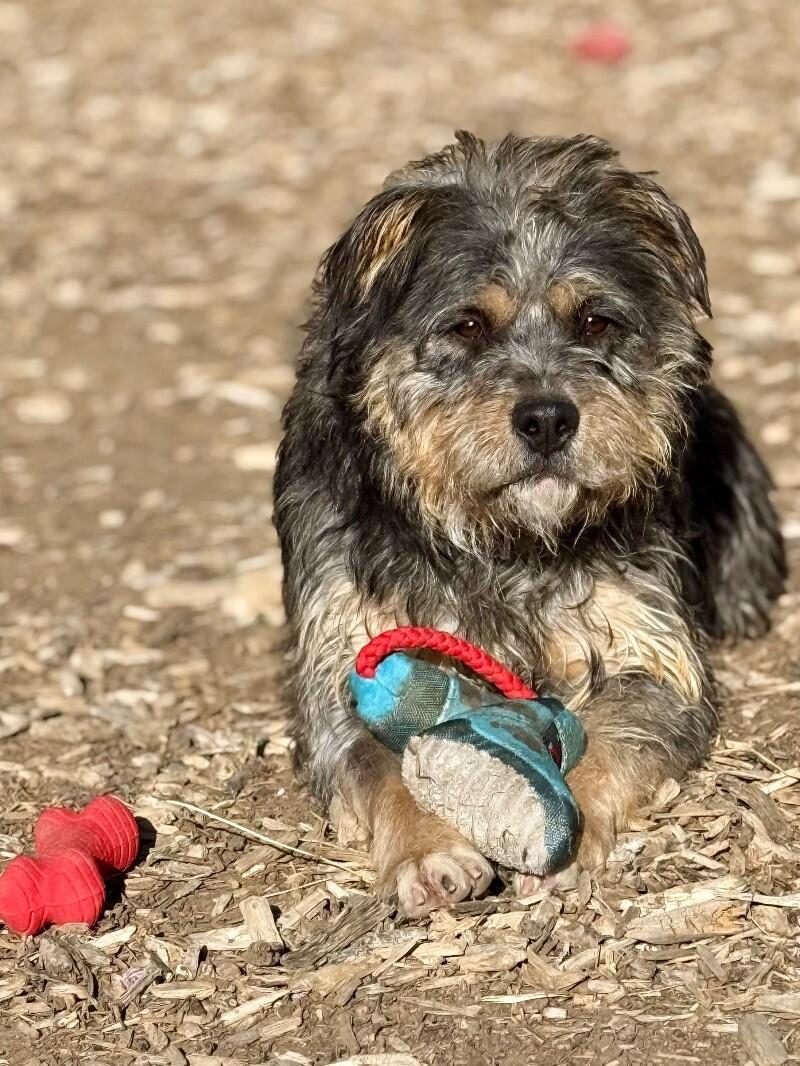 Reeves, a Adoptable mixed breed in Windsor, CO image 6/6