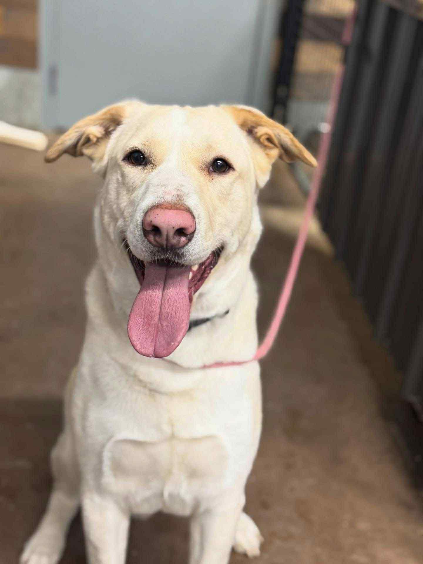 Enlarge Tanner, a Adoptable Yellow Labrador Retriever in RED DEER, AB image 1/1