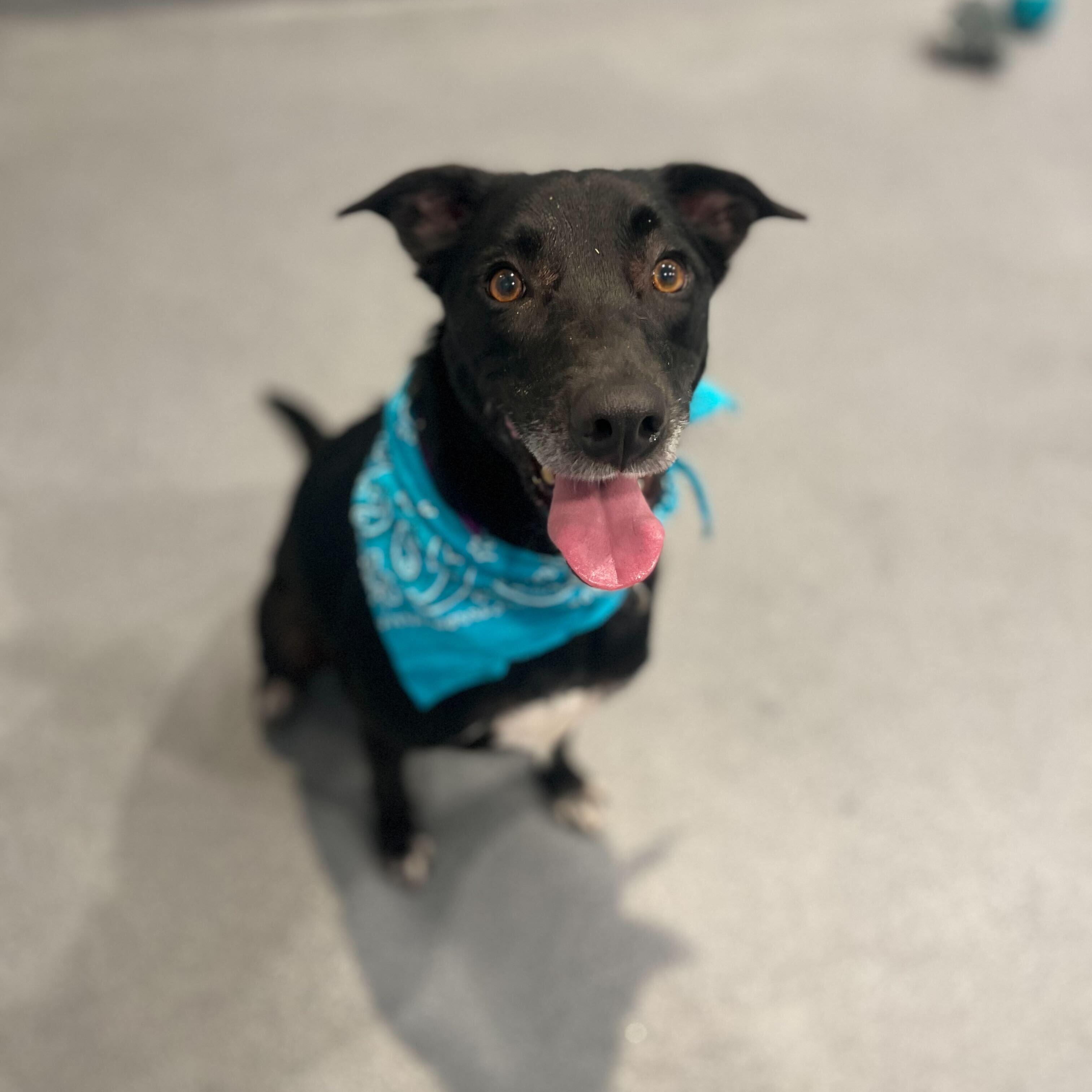 Enlarge Harper, a ADOPTABLE Mixed Breed in Canal Winchester, OH image 1/4