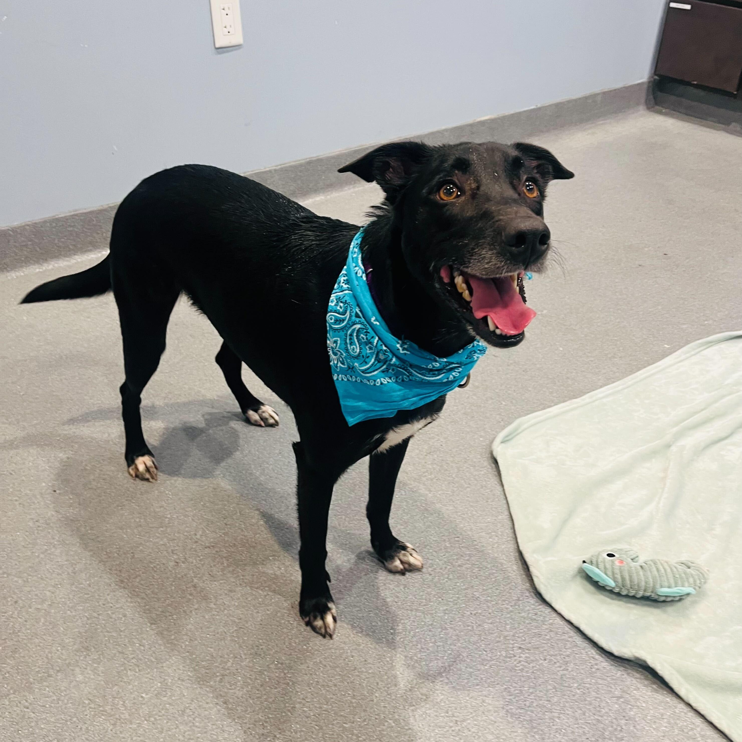 Enlarge Harper, a ADOPTABLE Mixed Breed in Canal Winchester, OH image 2/4