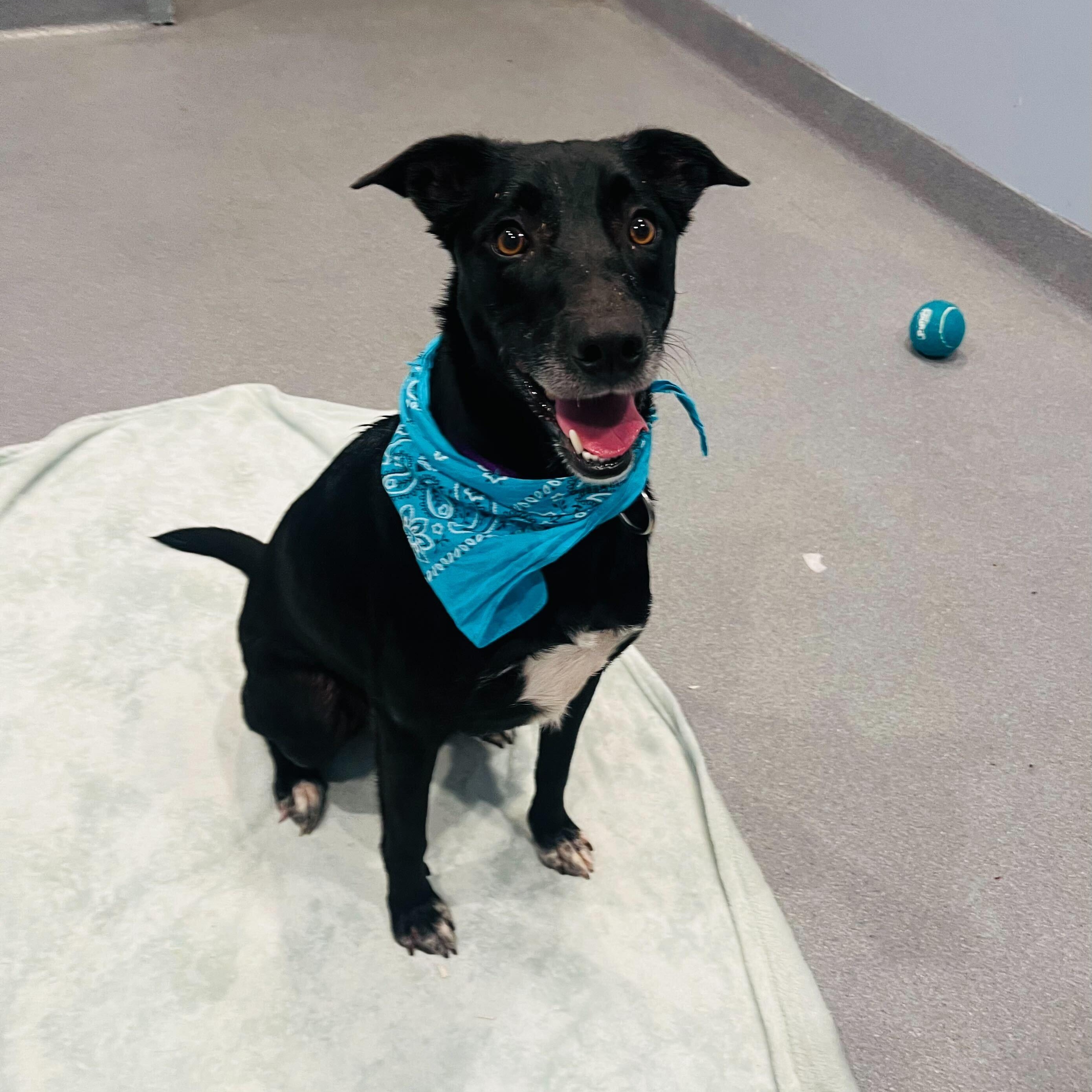 Enlarge Harper, a ADOPTABLE Mixed Breed in Canal Winchester, OH image 3/4