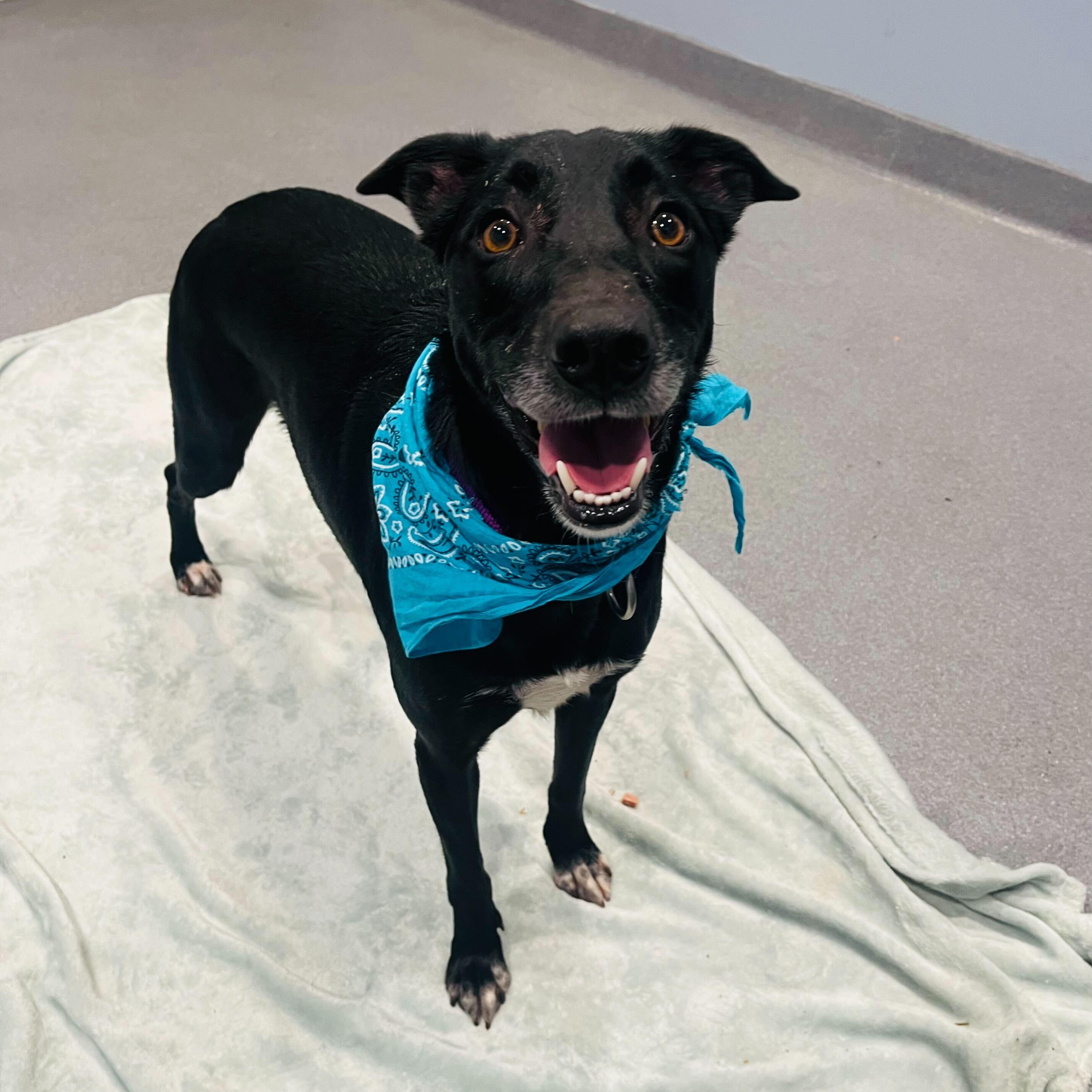 Enlarge Harper, a ADOPTABLE Mixed Breed in Canal Winchester, OH image 4/4