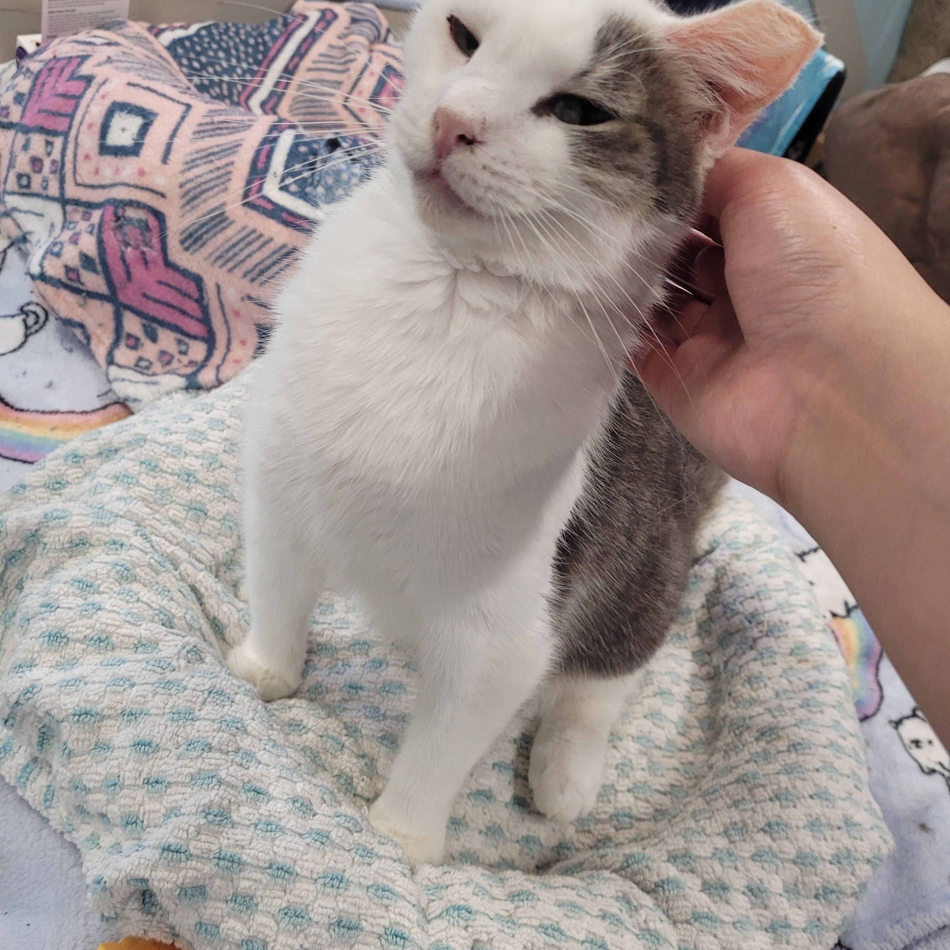 April, a Adoptable Domestic Short Hair in Norfolk, VA image 2/4