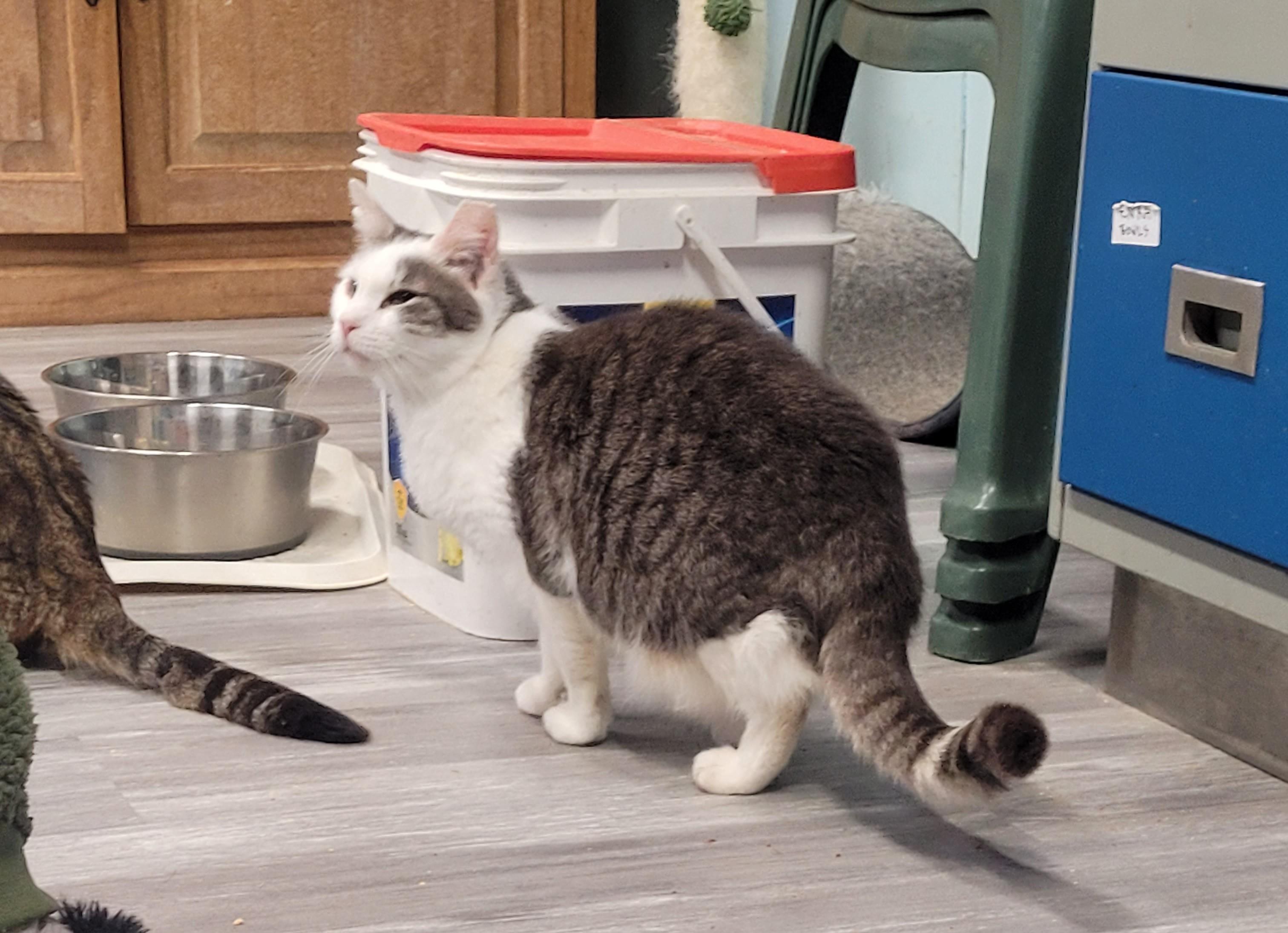 April, a Adoptable Domestic Short Hair in Norfolk, VA image 3/4