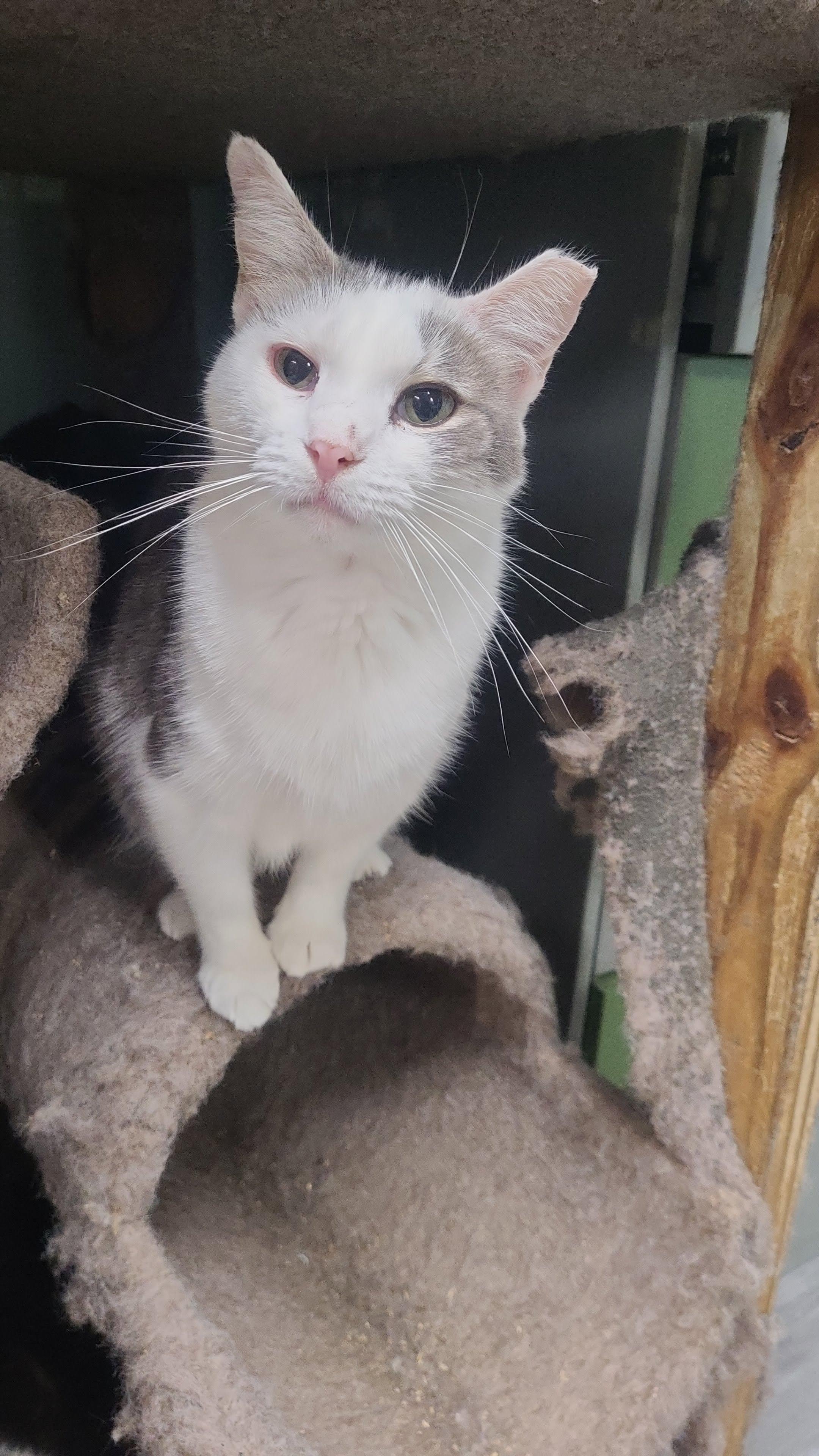 Enlarge April, a Adoptable Domestic Short Hair in Norfolk, VA image 3/5