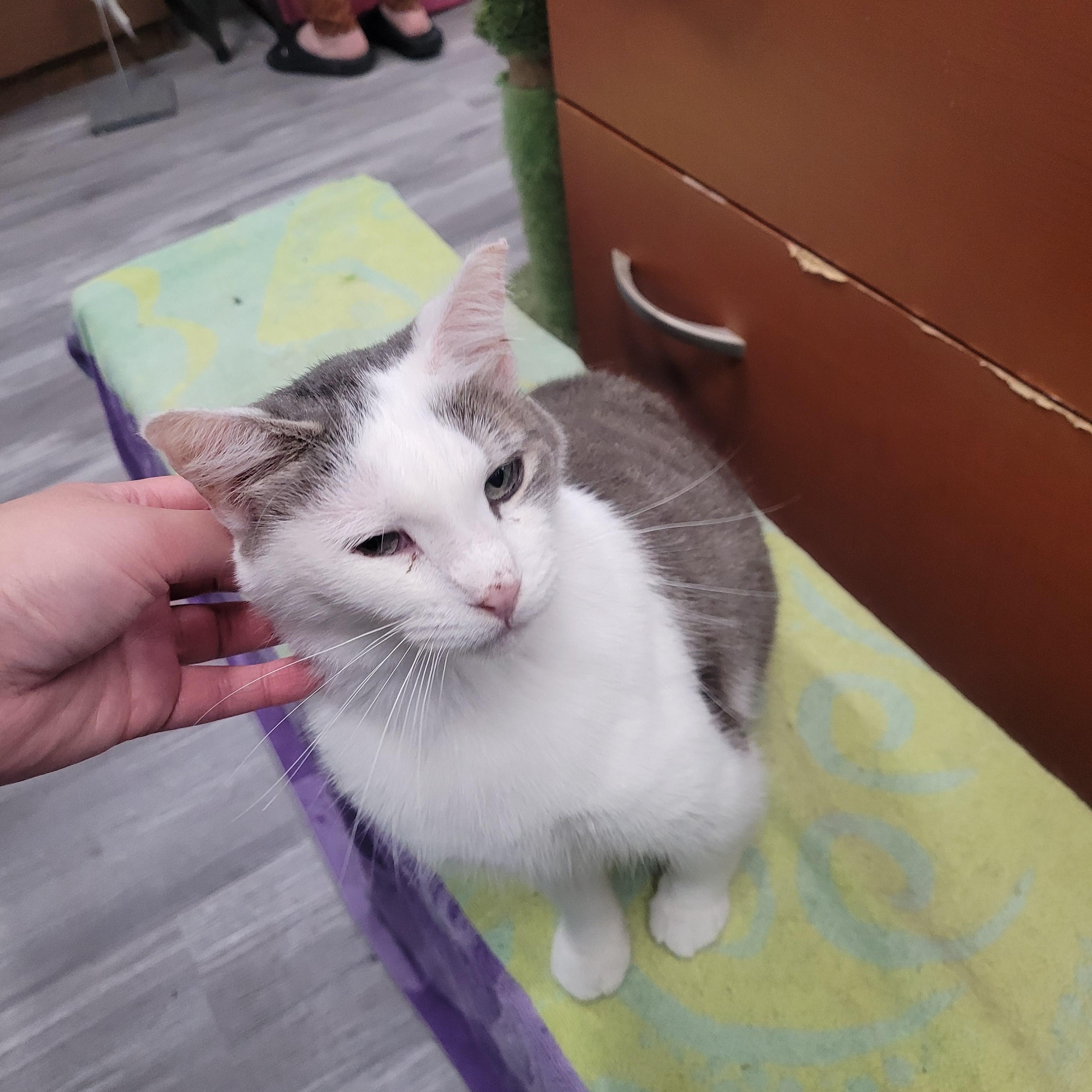 April, a Adoptable Domestic Short Hair in Norfolk, VA image 4/4