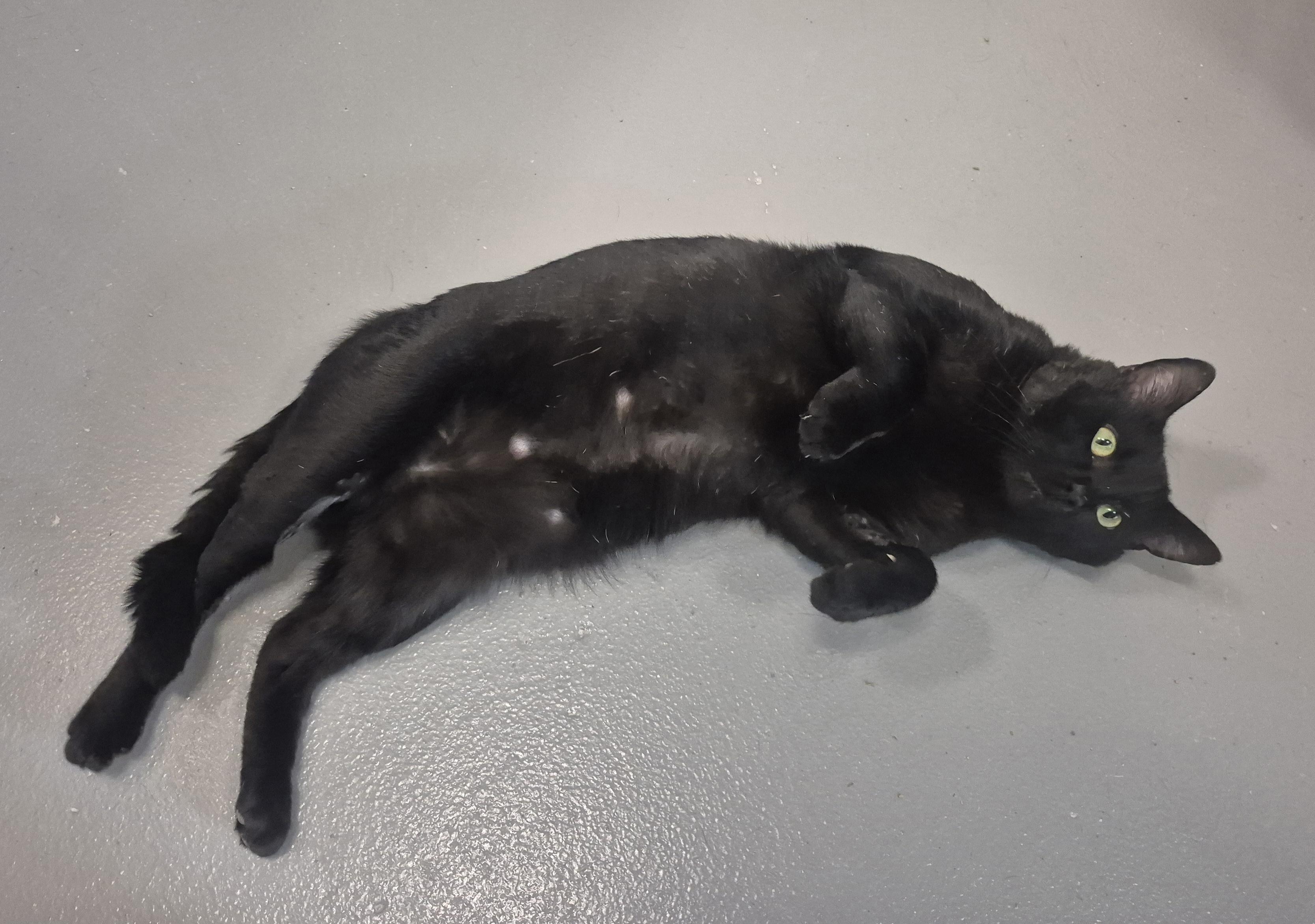 Big Boy, ADOPTABLE, Adult Male Domestic Short Hair.