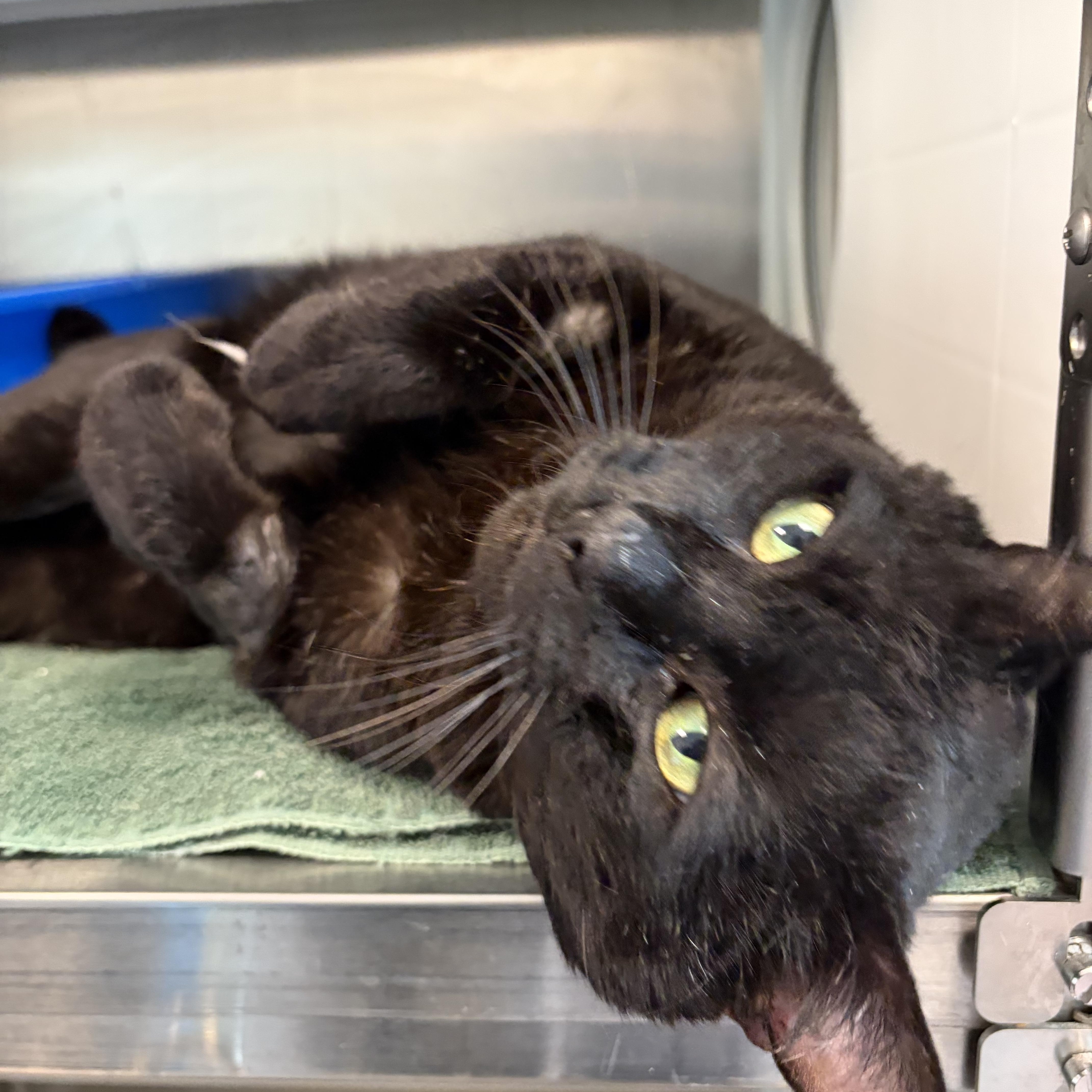 Big Boy, a ADOPTABLE Domestic Short Hair in New Westminster, BC image 2/2