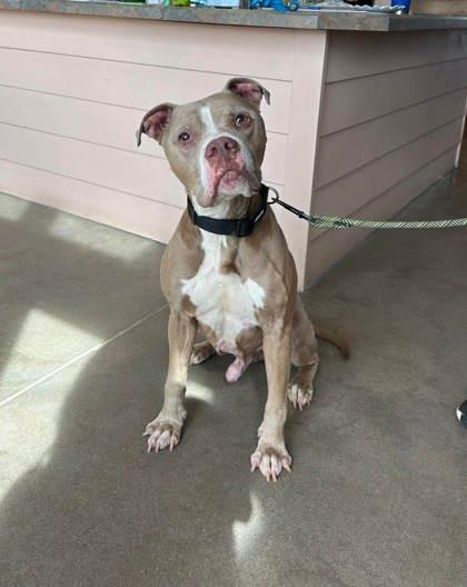 DUKE, an adoptable Mixed Breed in Fernandina Beach, FL image 2/2