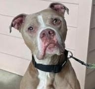 DUKE, adoptable, Adult Male Mixed Breed.