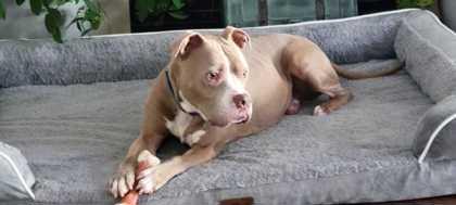 Enlarge DUKE, an adoptable Mixed Breed in Fernandina Beach, FL image 2/4