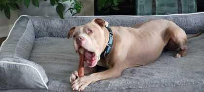 Enlarge DUKE, an adoptable Mixed Breed in Fernandina Beach, FL image 3/4