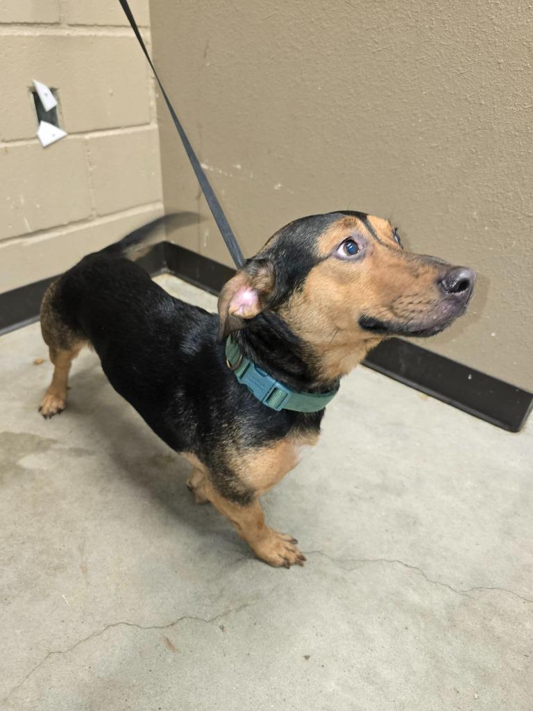 Cruz, Adoptable, Young Male Mixed Breed.